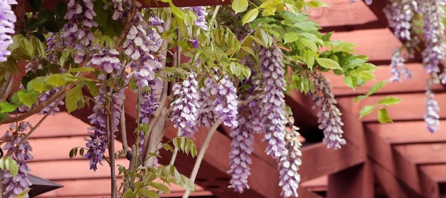 Des plantes grimpantes pour votre pergola