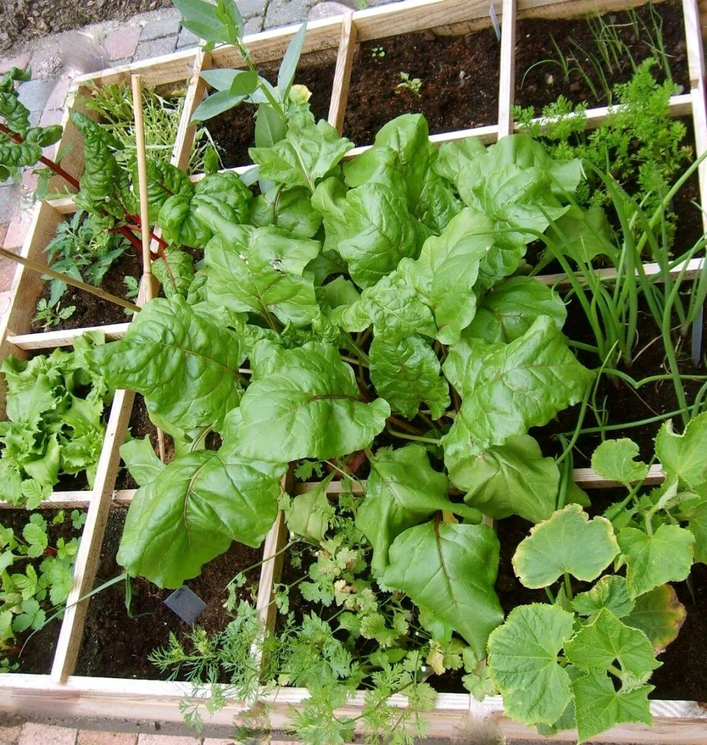 moestuin kweekbak