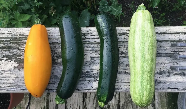 moestuin courgette oogt