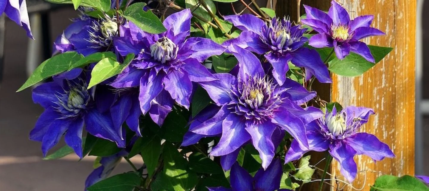 Des plantes grimpantes pour votre pergola