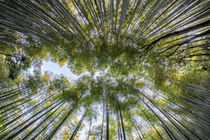 Bamboe plantage bos