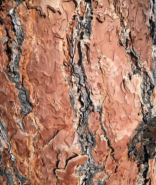 Closeup lodgepole pine hout 