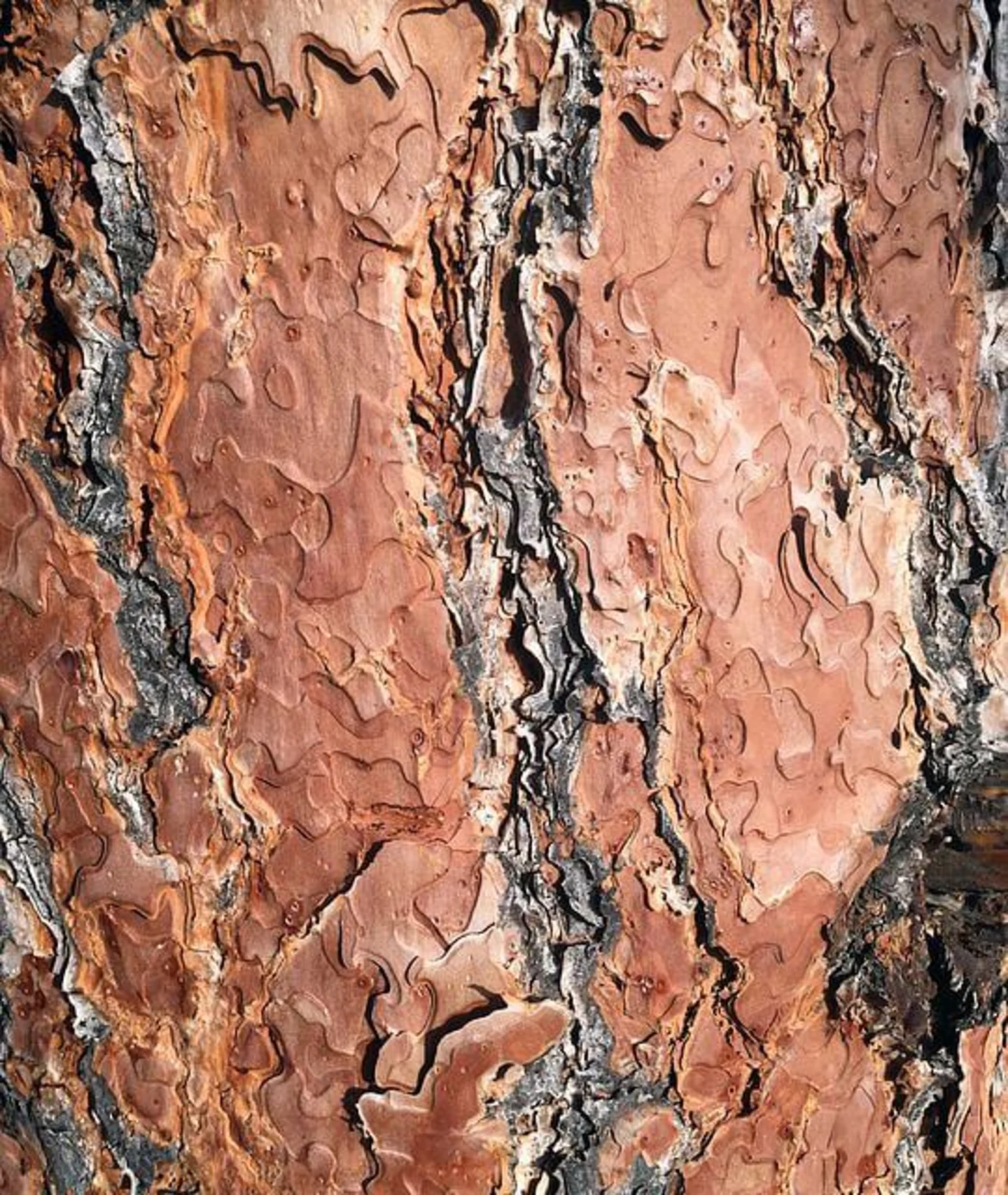 Closeup lodgepole pine hout