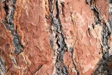 Closeup lodgepole pine hout 