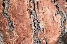 Closeup lodgepole pine hout