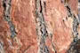 Closeup lodgepole pine hout