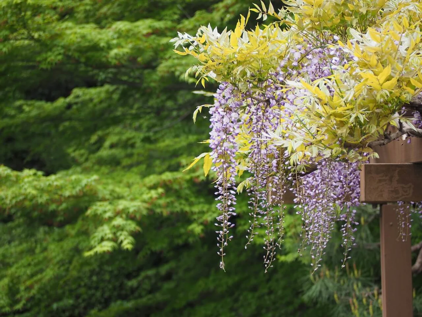 Wisteria