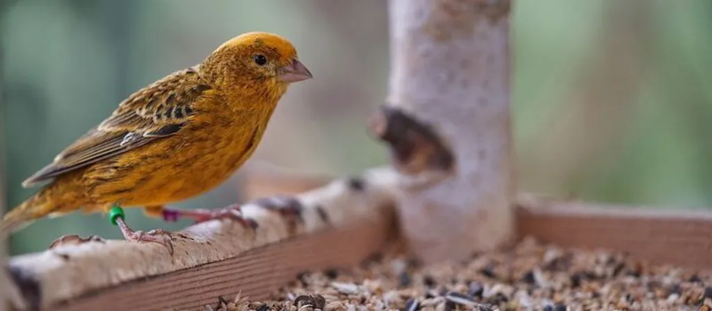 Voederplatform vogel vogelvoer