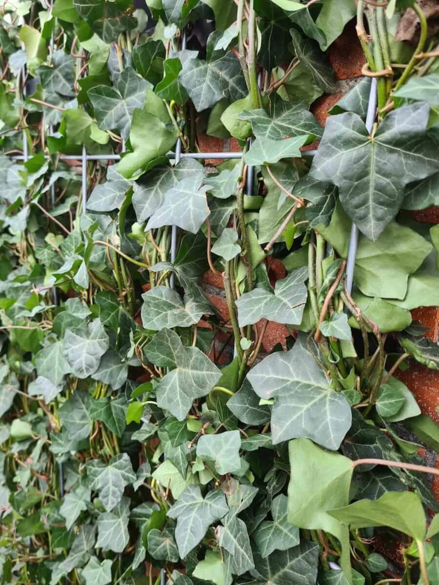 hedera haag