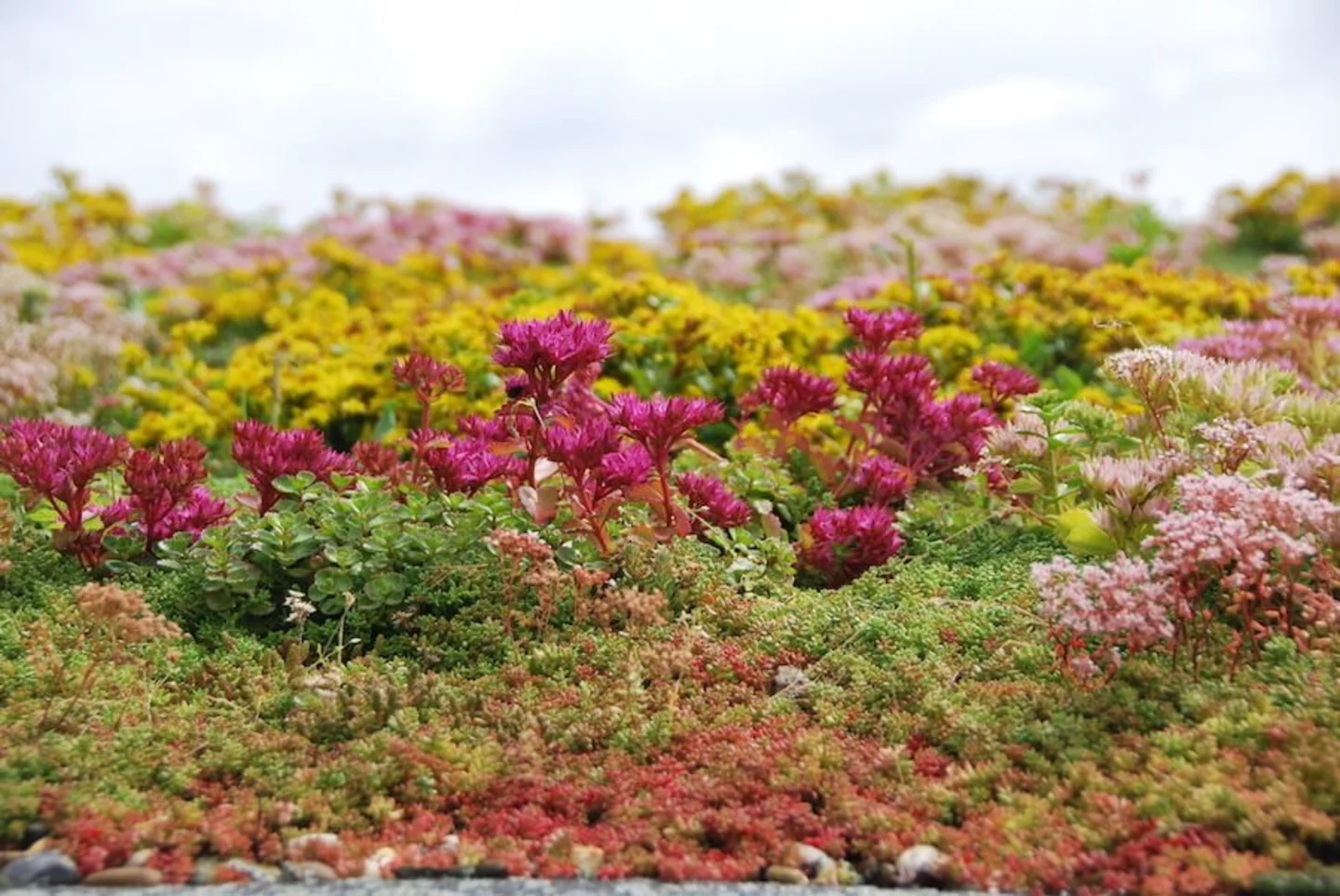 Sempergreen Sedum Dakbegroeiing