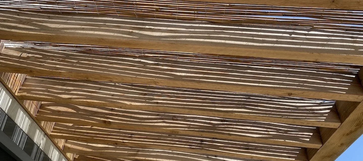 Des plantes grimpantes pour votre pergola