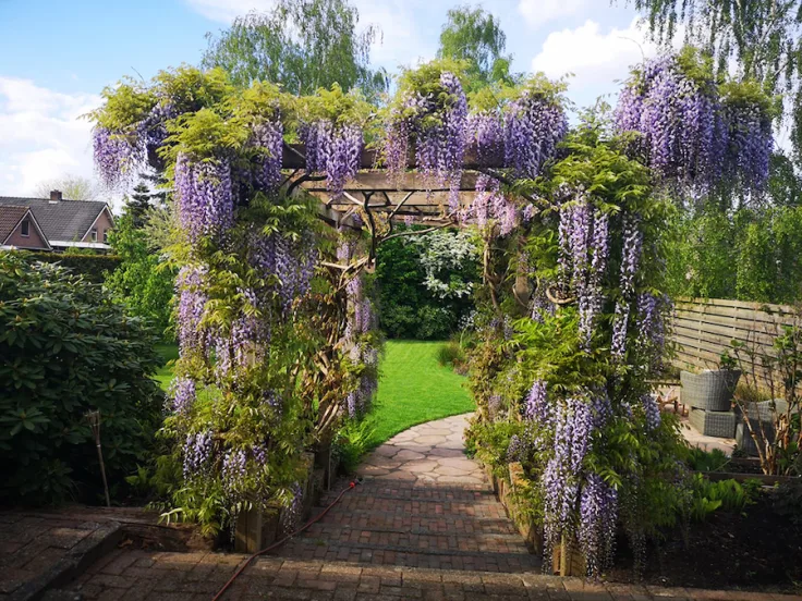 blauw wisteria klimplanten Pergola