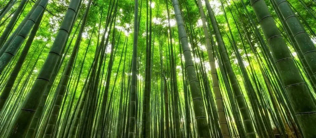 Bamboe bos bamboe kap