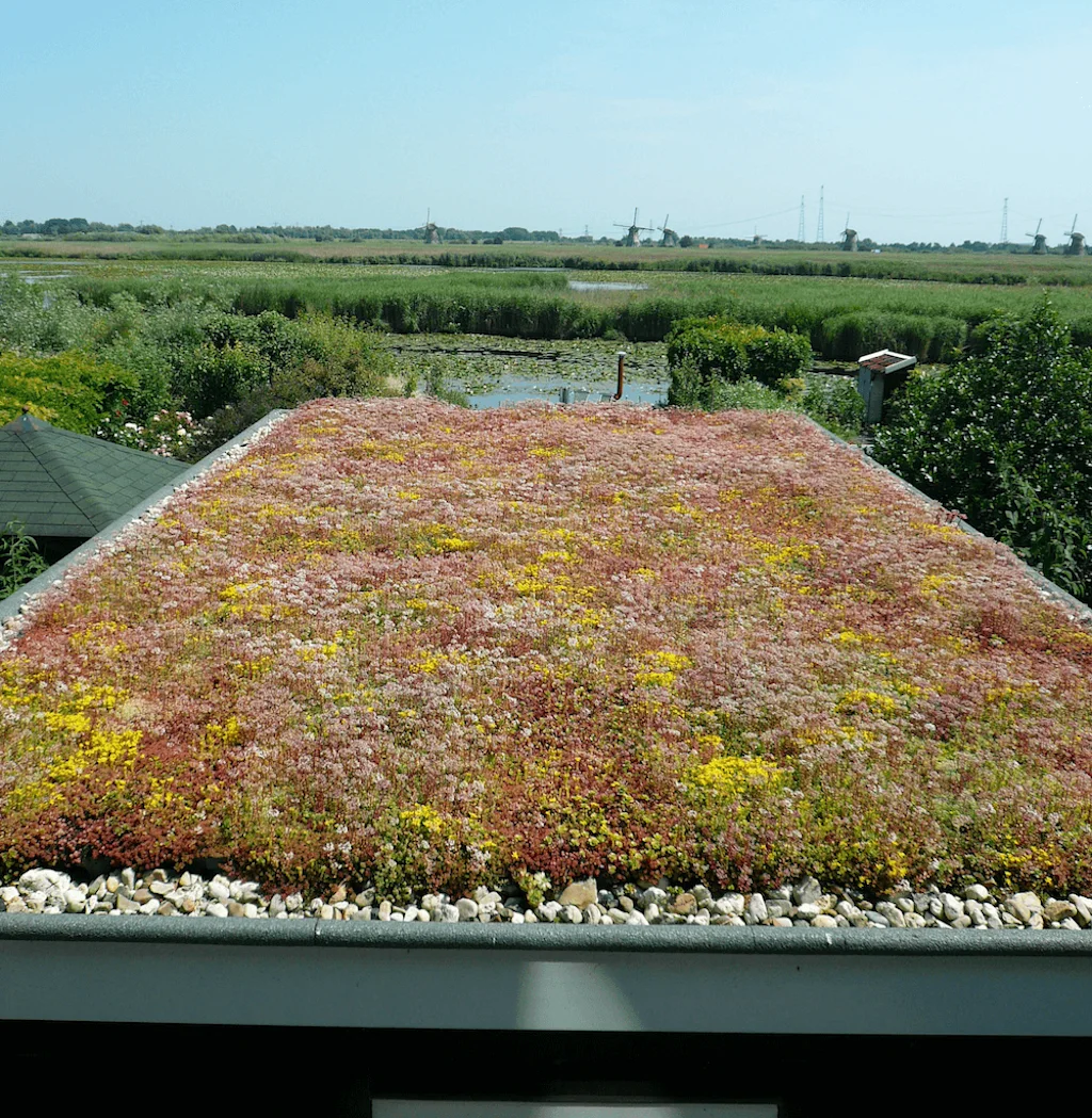 sedum groen dak