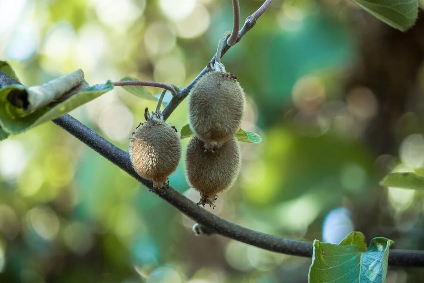 kiwi klimplant schutting
