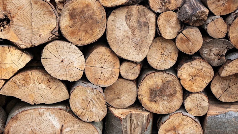 Boomstammen Houtsoorten page