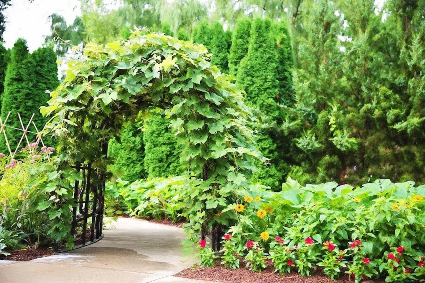 klimplanten op pergola