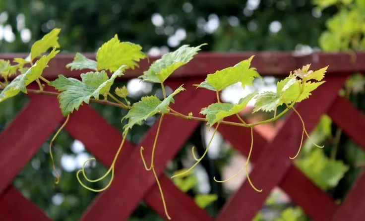 klimplanten eetbare schutting