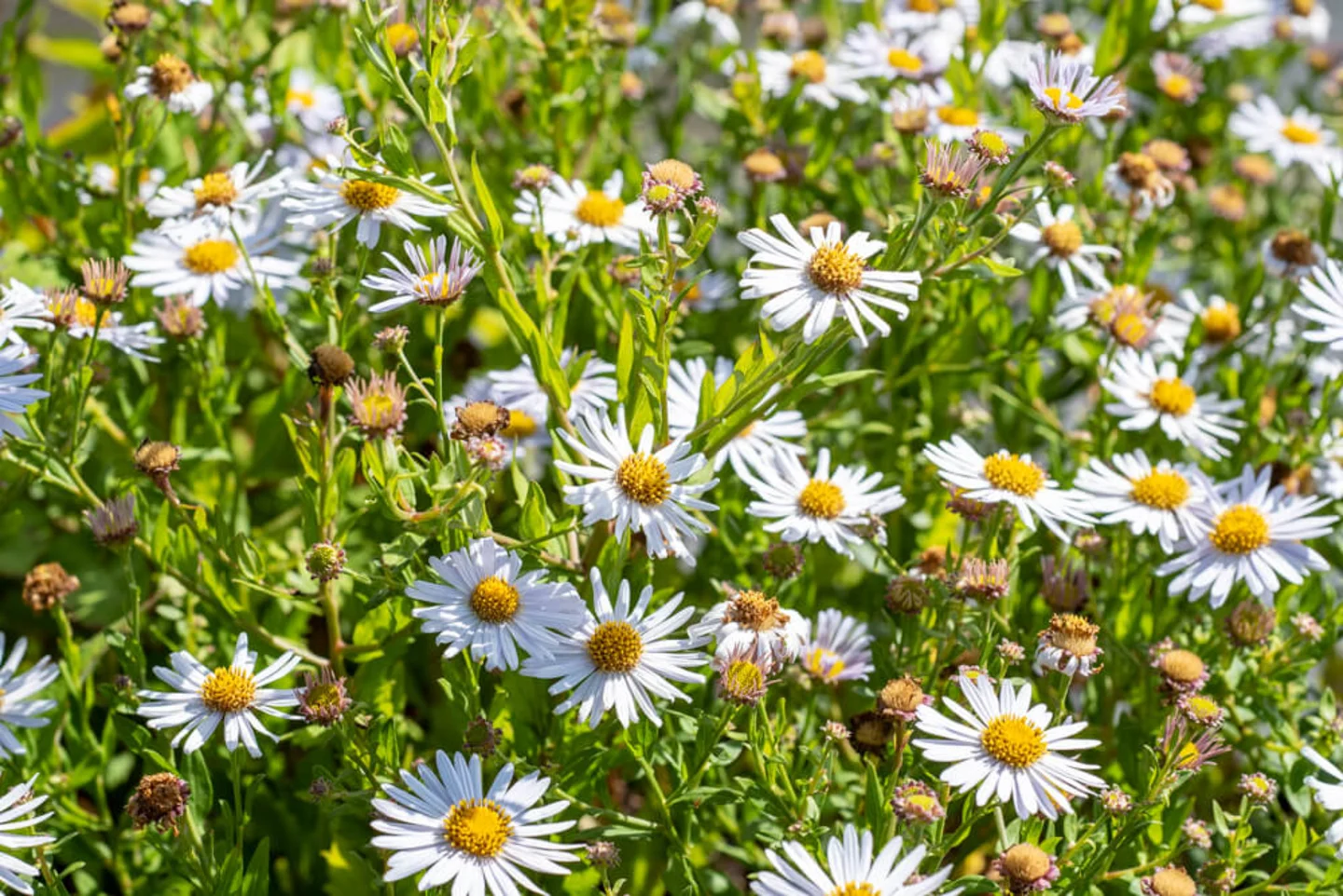 Borderpakketten LQ-19