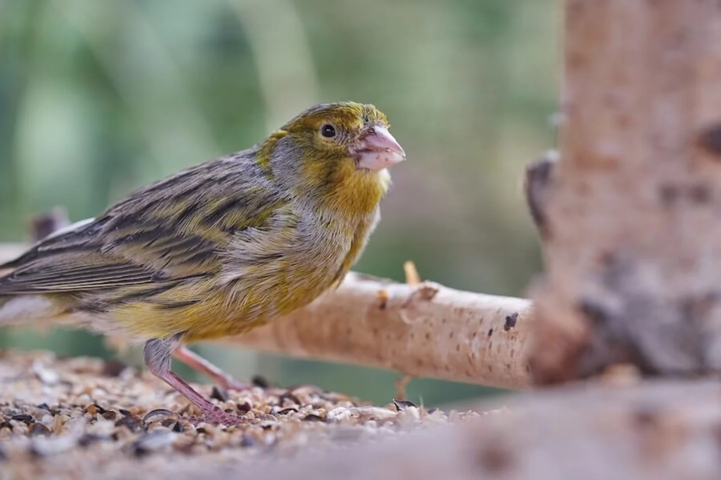 Vogel vogelvoer houten vogelvoederplatform