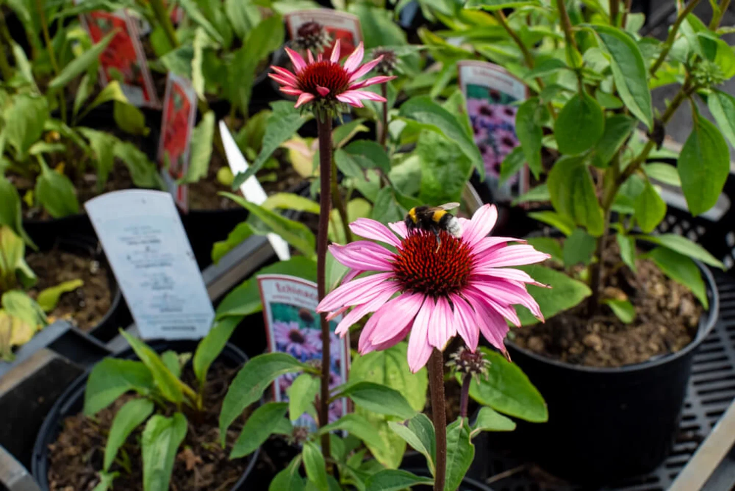 Borderpakketten LQ-2