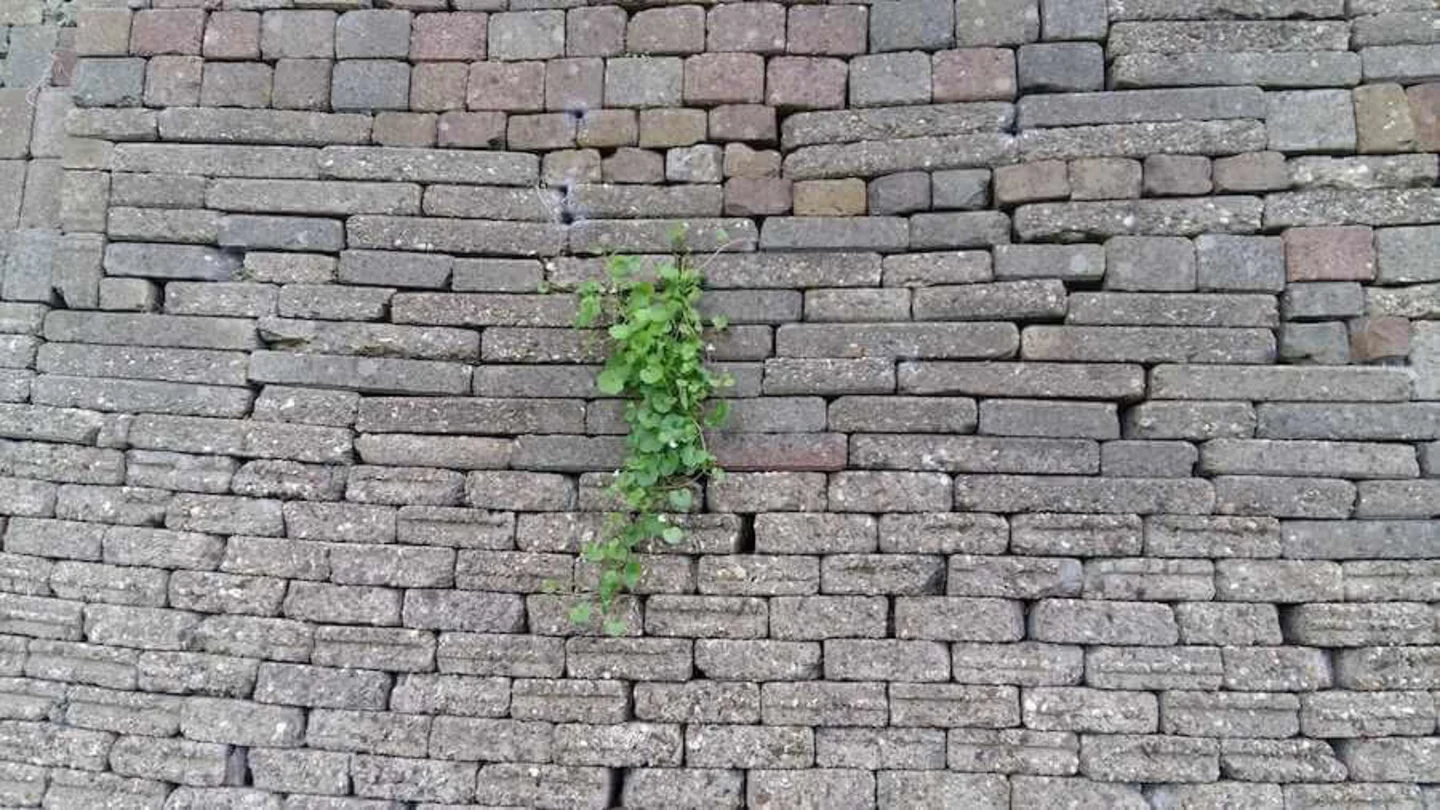 muur hergebruikte terrastegels