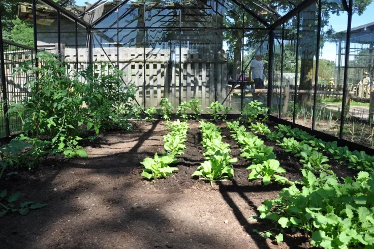 groente kweken in tuinkas 