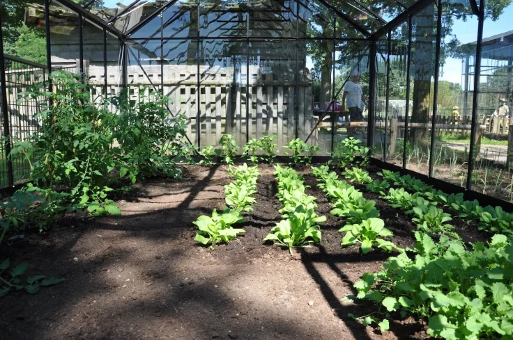 groente kweken in tuinkas 