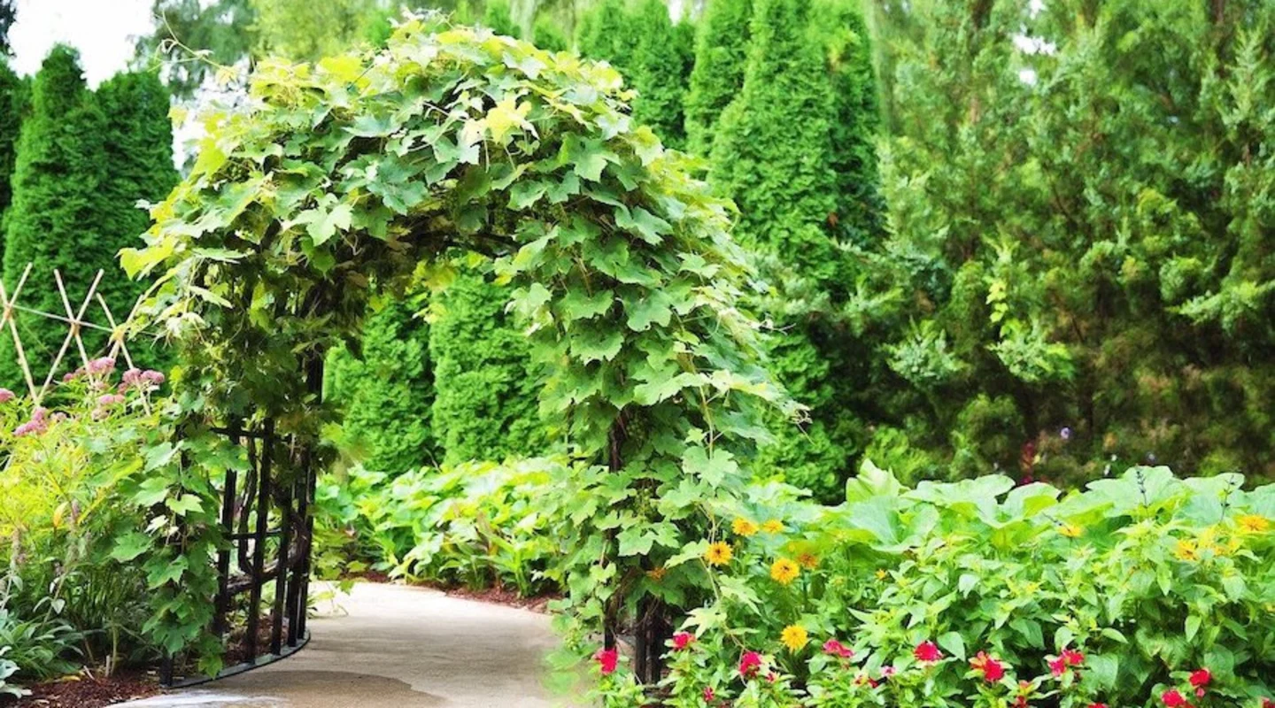 Pergola