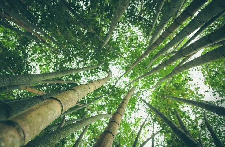 Bamboe bos plantage kappen