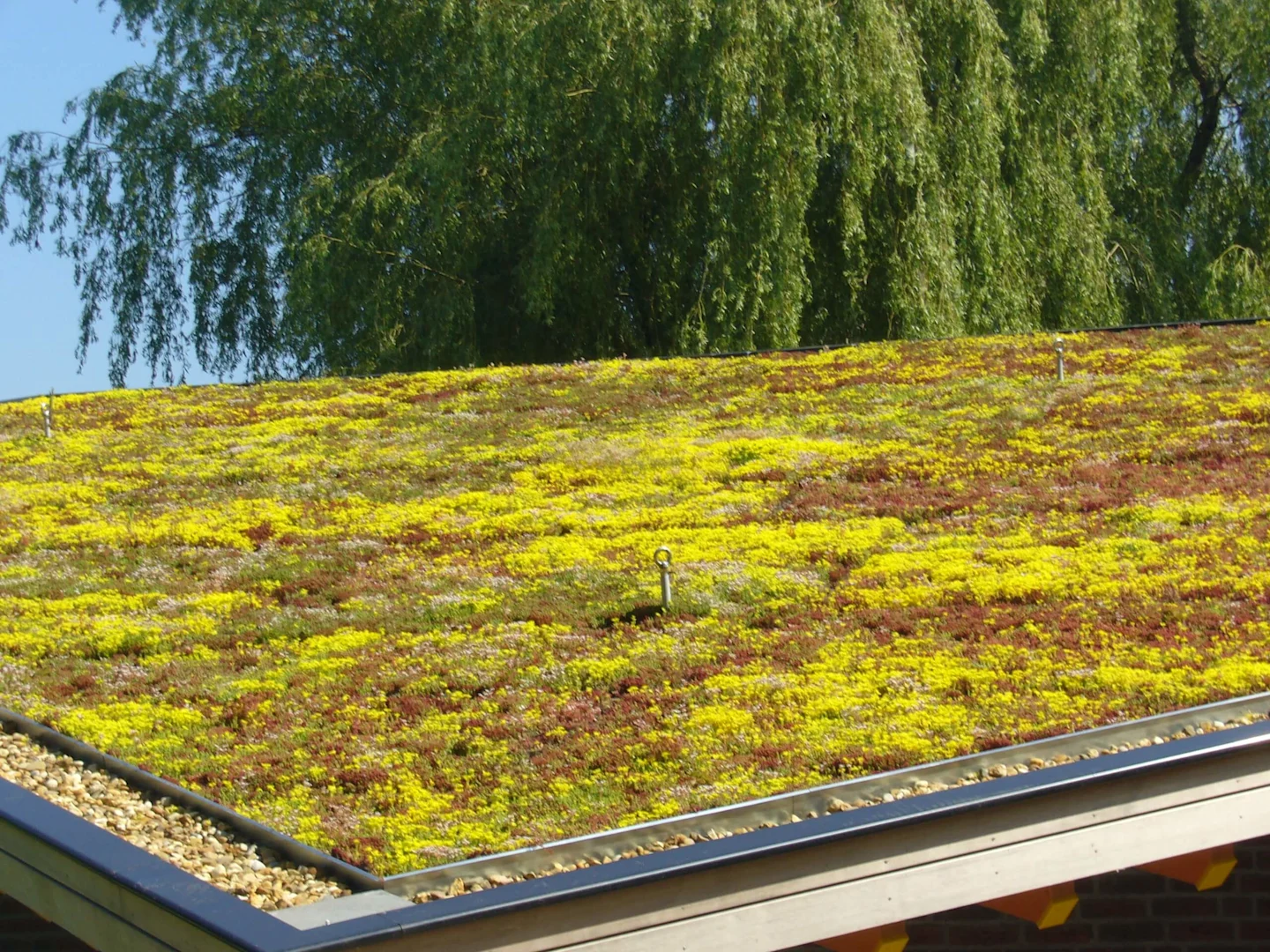 Sempergreen Groendak sedum