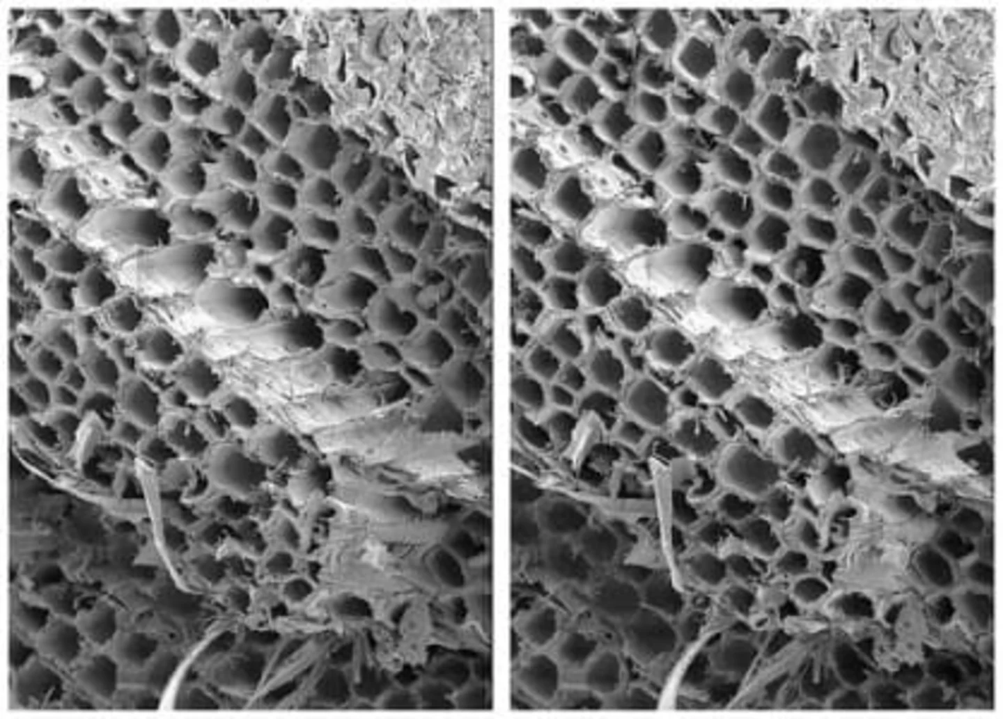 timber logs under microscope