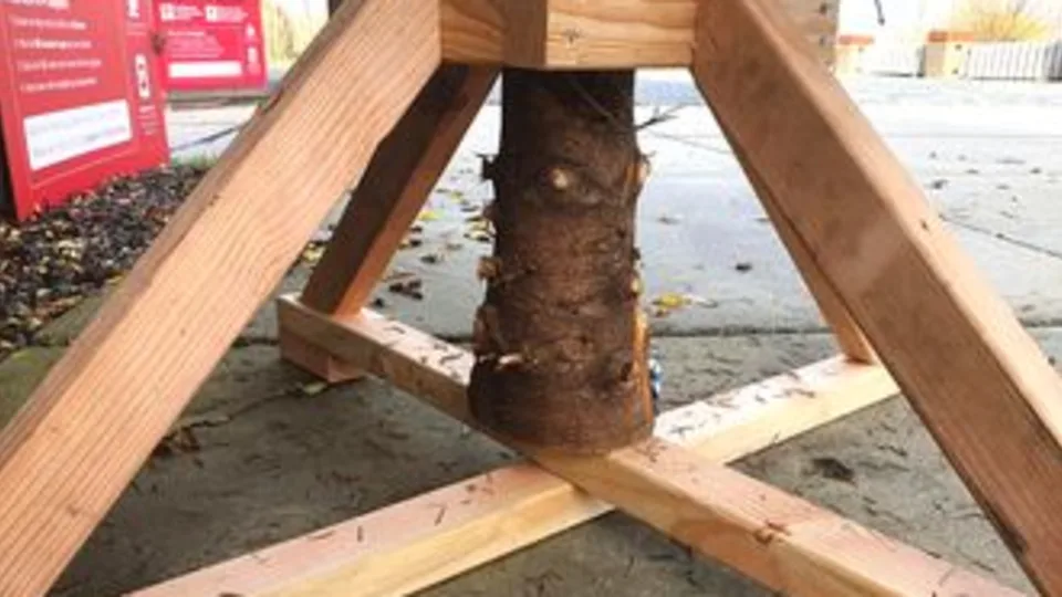 Lariks kerstboomvoet