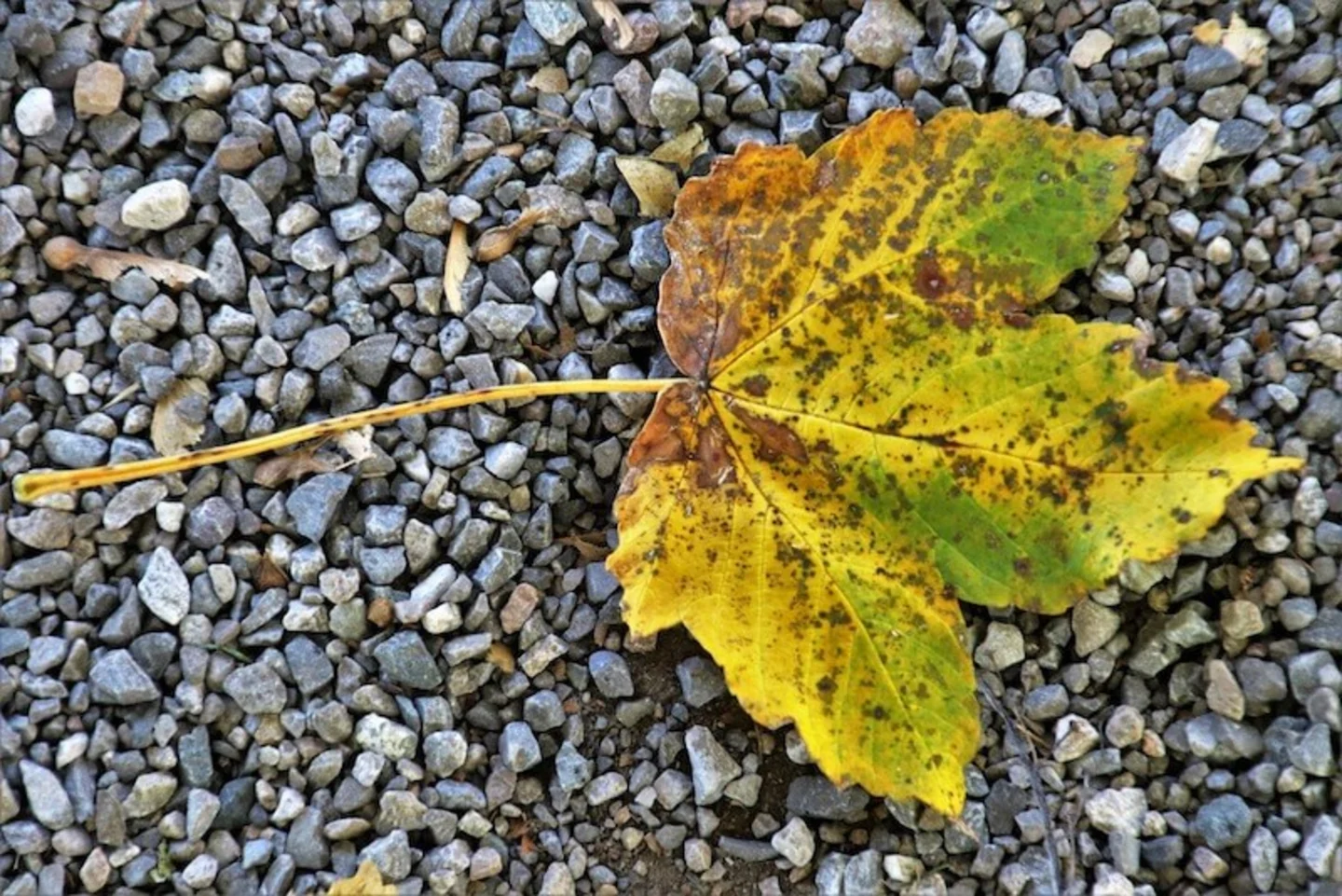 Grindpad winterklaar tuin