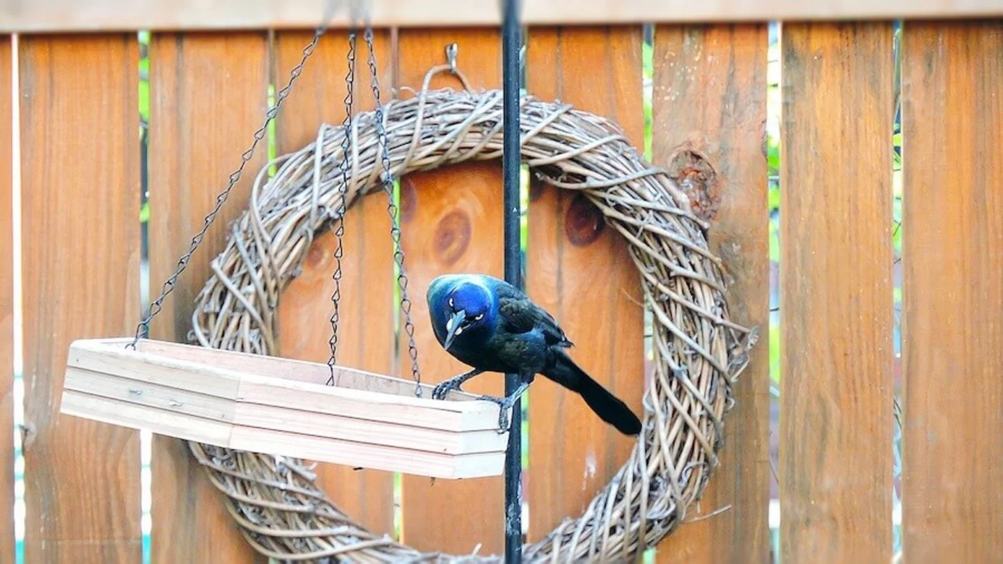 Vogel zwevend vogelplatform