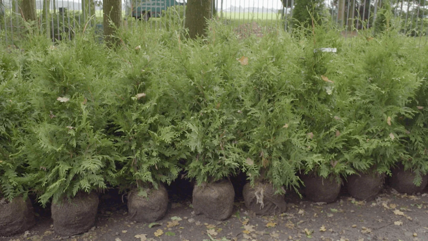 thuja conifeer gadero