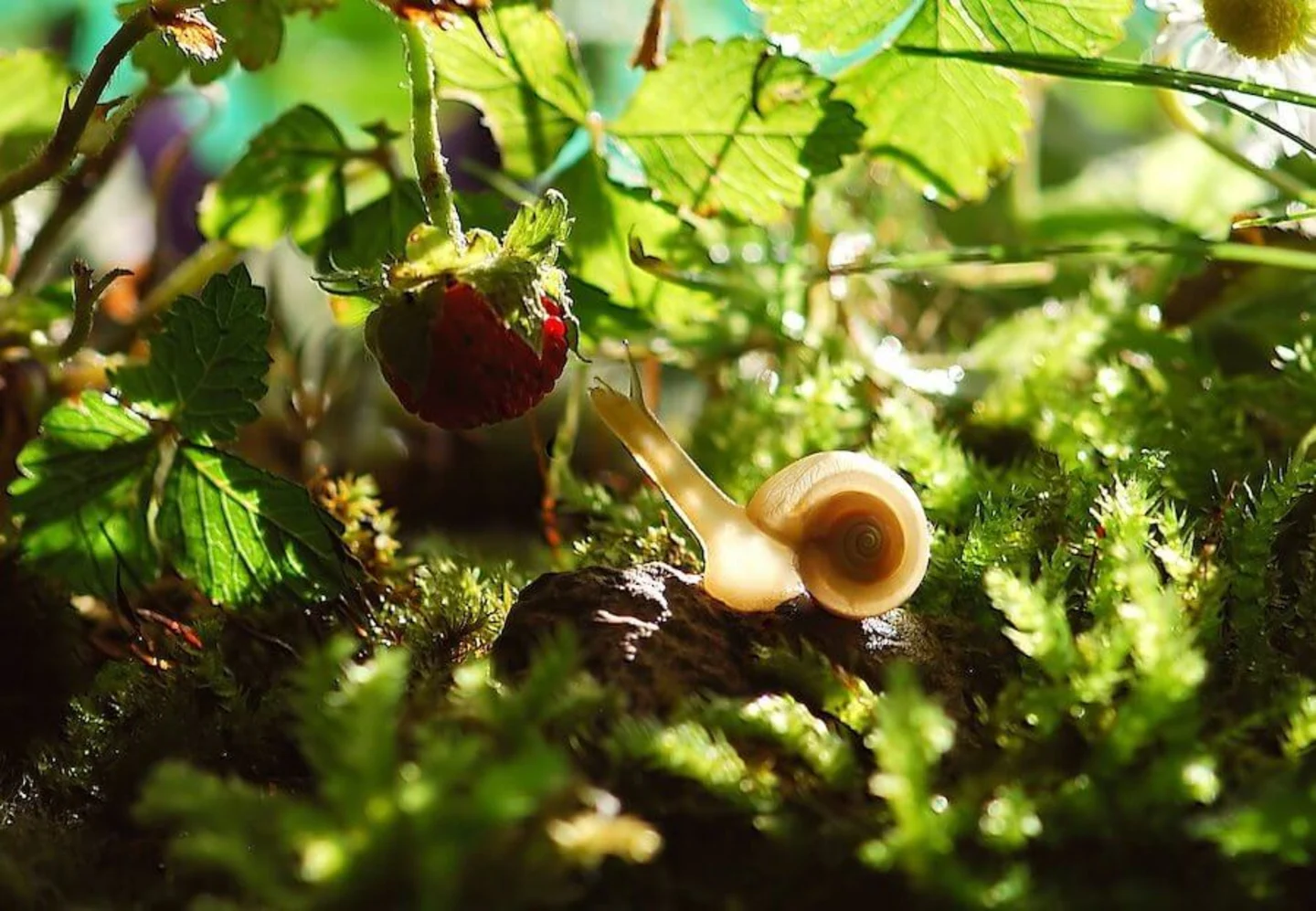 slak moestuin bestrijden