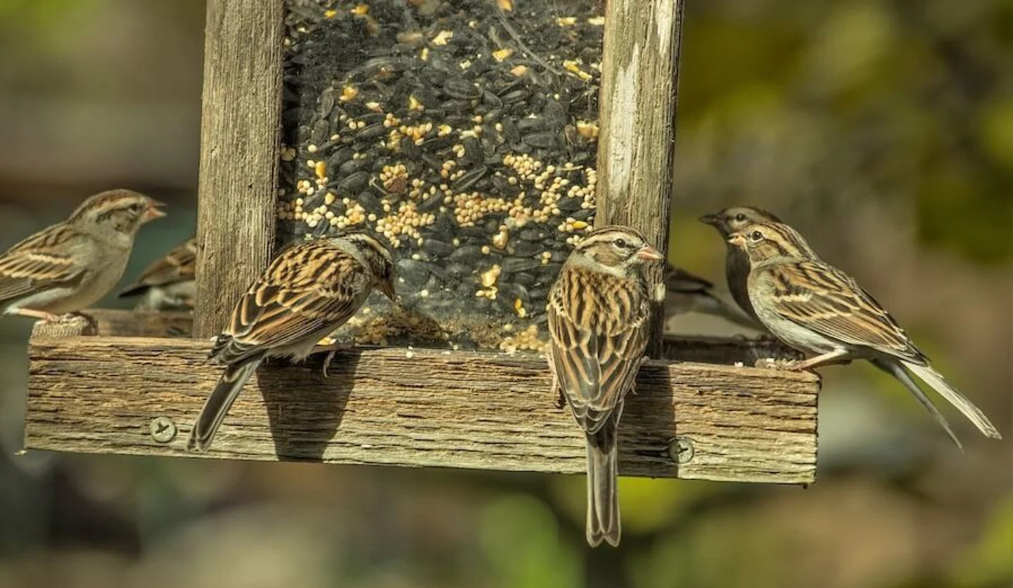 Mussen vogelhuisje vogelvoer voederplatform