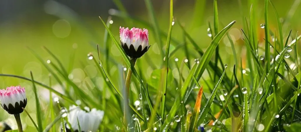 daisy bloem plant