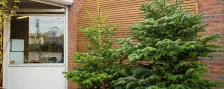 Volle kerstbomen nordmann echte kerstboom kopen