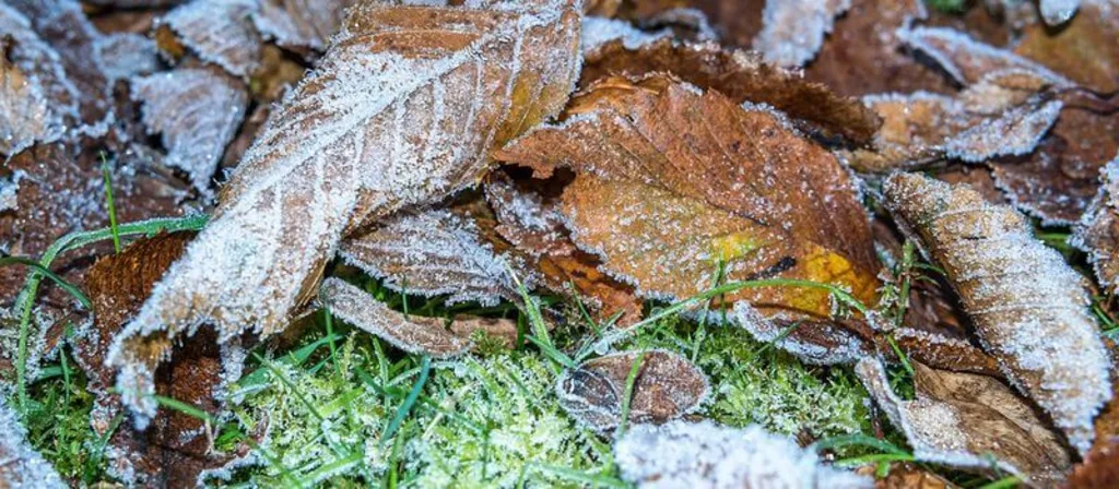 vorst grond bladeren gras