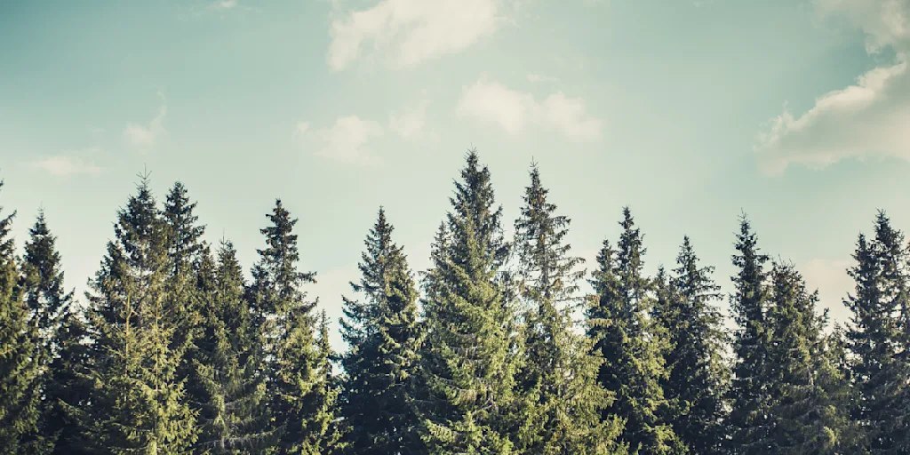 Types of Timber