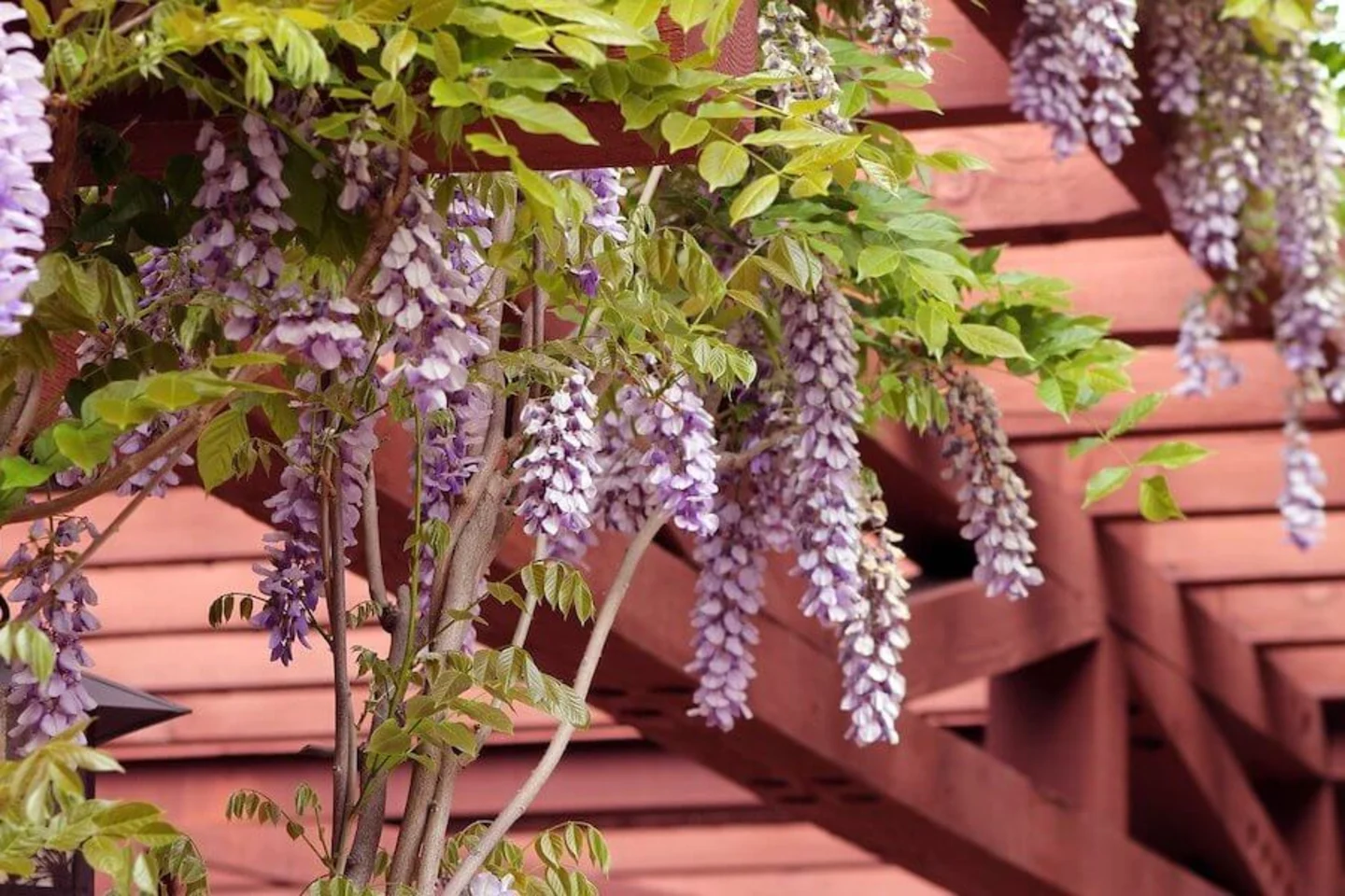 Wisteria plants