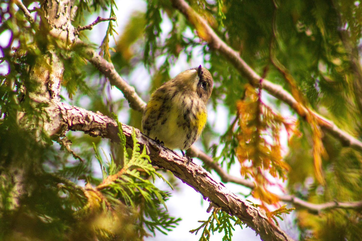 A photo taken by Runi of a chubby little bird with yellow and brown feathers perched on an evergreen branch. 