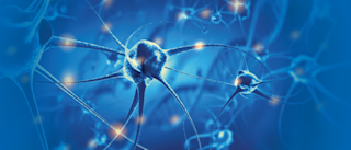 Nerfs de notre système nerveux