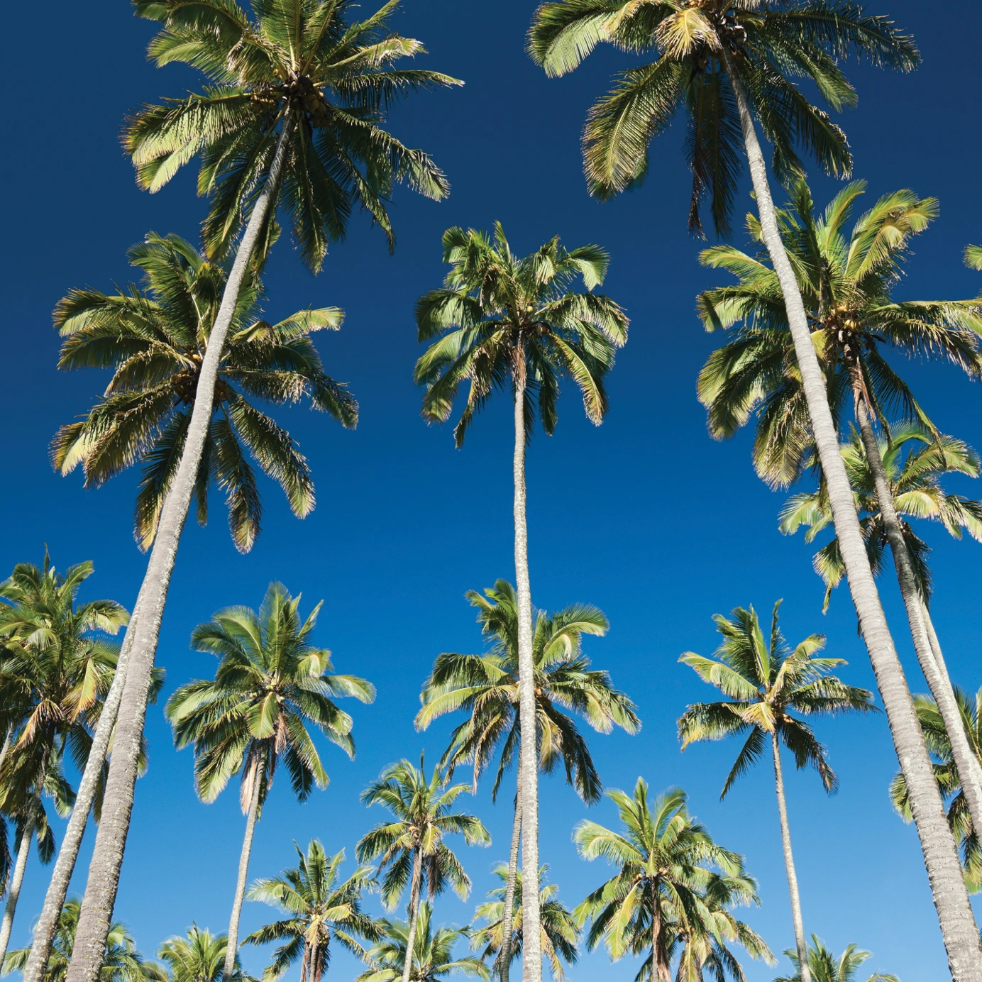 MauiPassport-Original-Graphic-No Distortion