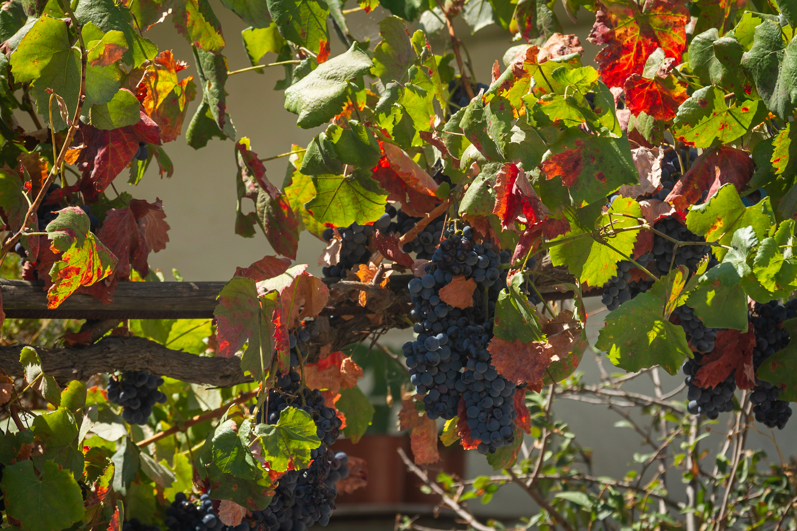 Red wine grapes in Samos