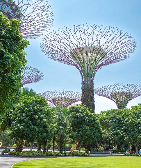 A picture of the Supertree Grove, in the Marina Bay Gardens. 