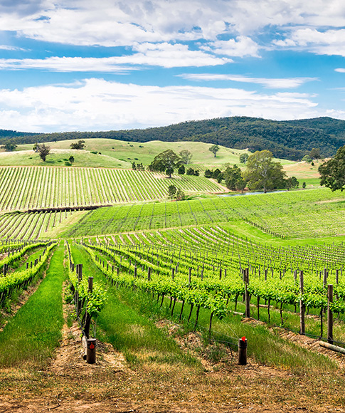Adelaide - Vineyard in the Barossa Valley - shutterstock 433408399 (485x580)