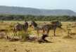 A dazzle of zebras strolling near the escarpment of Great Rift Valley in Lake Manyara National Park